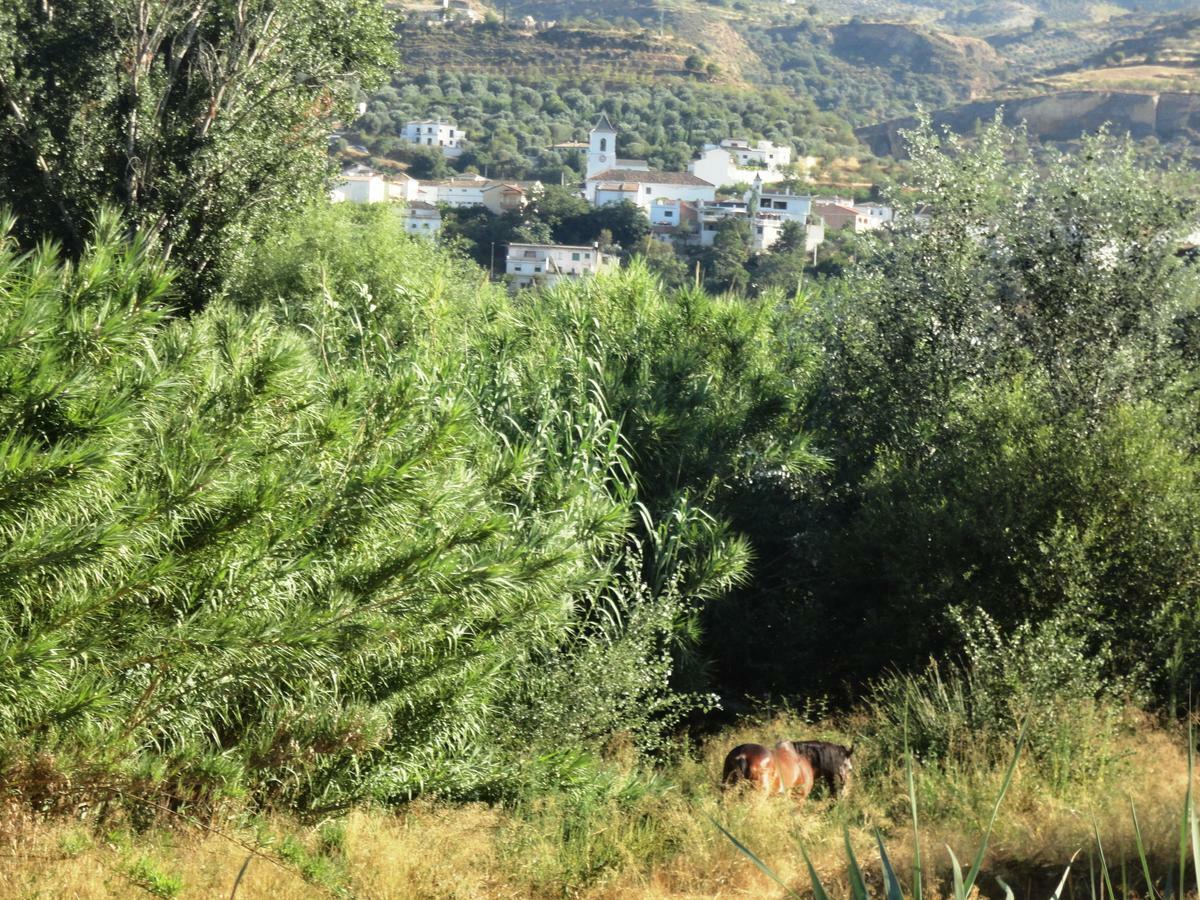 Hostal Y Apartamento Rural Los Naranjos Melegis Δωμάτιο φωτογραφία