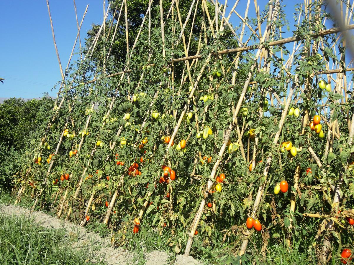Hostal Y Apartamento Rural Los Naranjos Melegis Δωμάτιο φωτογραφία